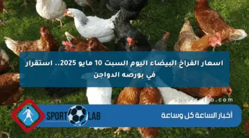 أسعار الفراخ البيضاء اليوم السبت 10 مايو 2025.. استقرار في بورصة الدواجن